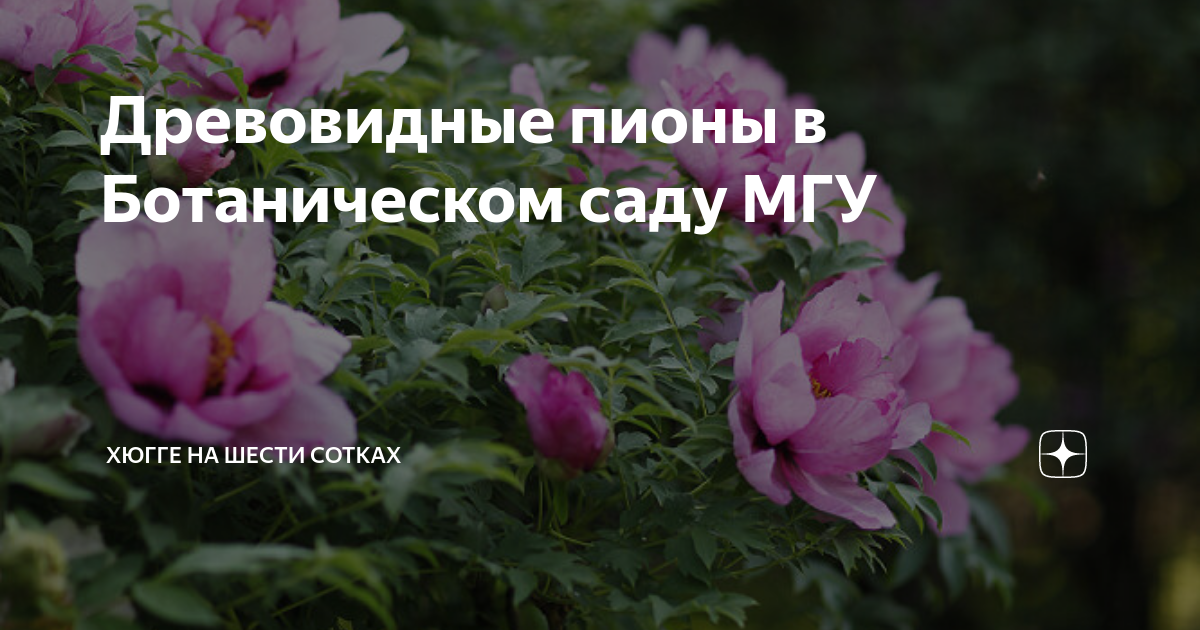 Древовидные пионы в Ботаническом саду МГУ | Хюгге на шести сотках | Дзен