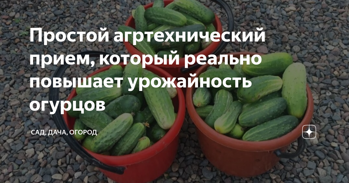 Для повышения урожайности овощных культур