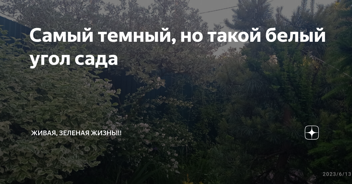 Самый темный, но такой белый угол сада | Живая, Зеленая Жизнь | Дзен