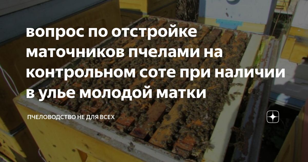 контрольный сот. контрольный сот. контрольная рамка в улье. кашковский в. отводок на старую матку по кашковскому.