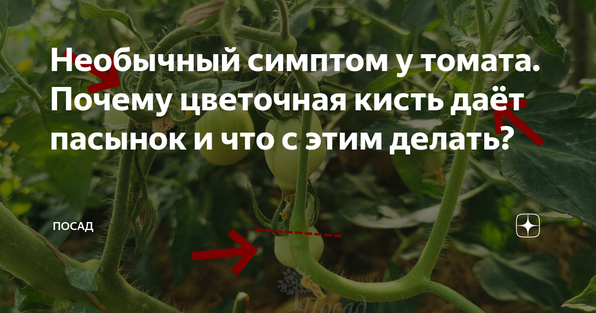 Необычный симптом у томата. Почему цветочная кисть даёт пасынок и что с ...