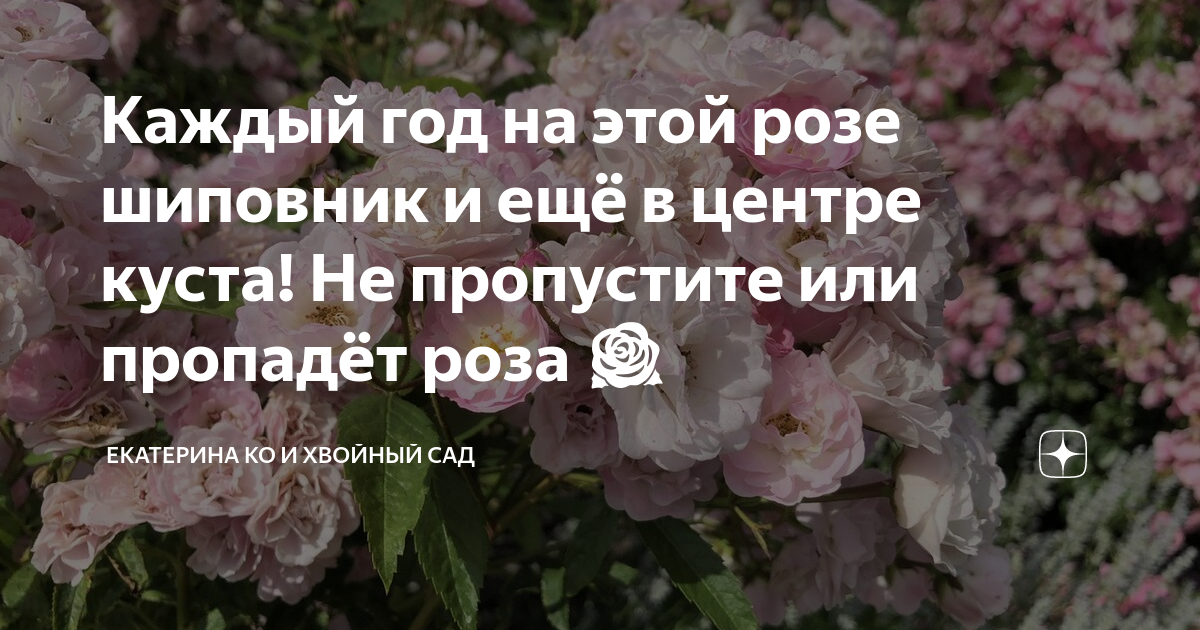 Каждый год на этой розе шиповник и ещё в центре куста! Не пропустите ...
