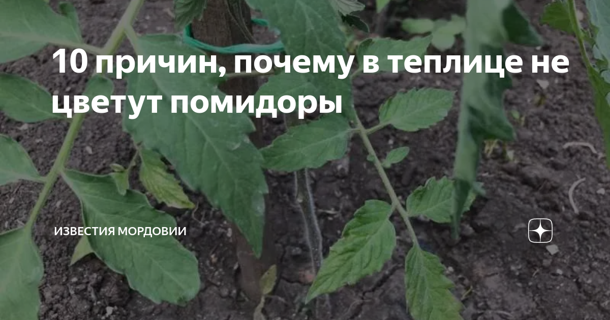 Почему не цветут помидоры