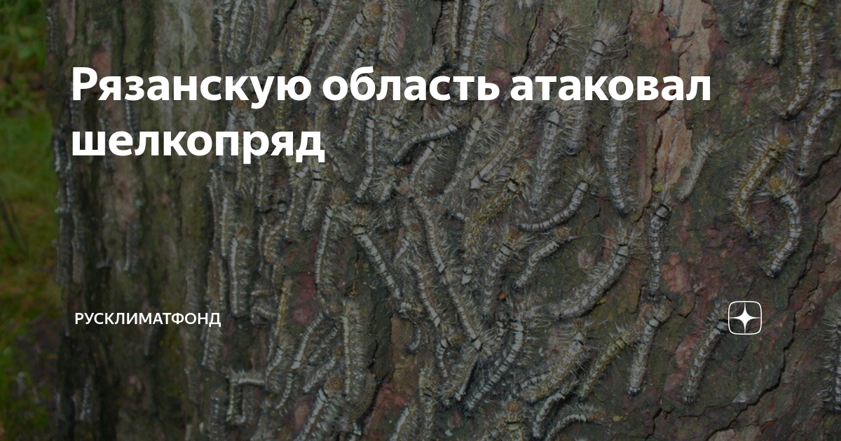 Дерево шелкопряду на съедение 8 букв. Нашествие непарного шелкопряда в Рязанской области. Нашествие гусениц в Рязанской области 2023. Непарный шелкопряд в Московской области. Шелкопряд в Рязанской области 2023.