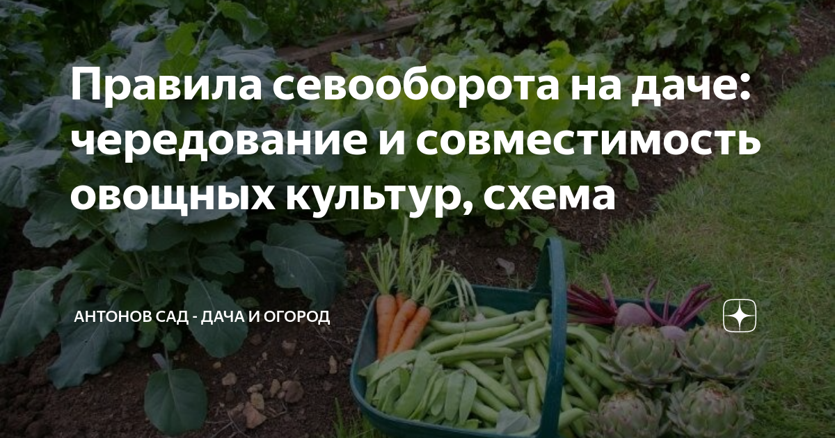 Правила Севооборота На Даче: Чередование И Совместимость Овощных.