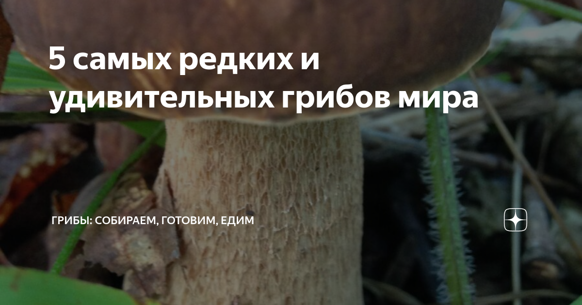 5 самых редких и удивительных грибов мира | Грибы: собираем, готовим ...