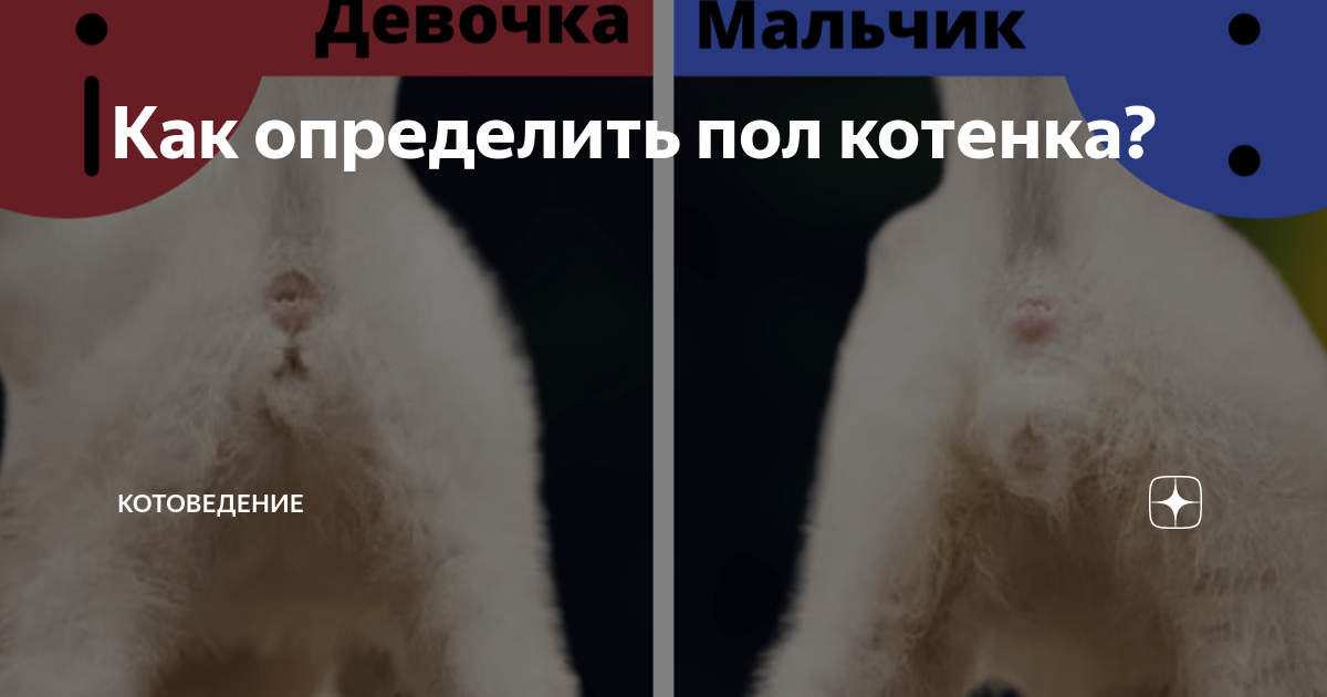 Пол котенка