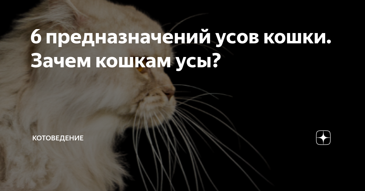 6 предназначений усов кошки. Зачем кошкам усы? | КотоВедение | Дзен