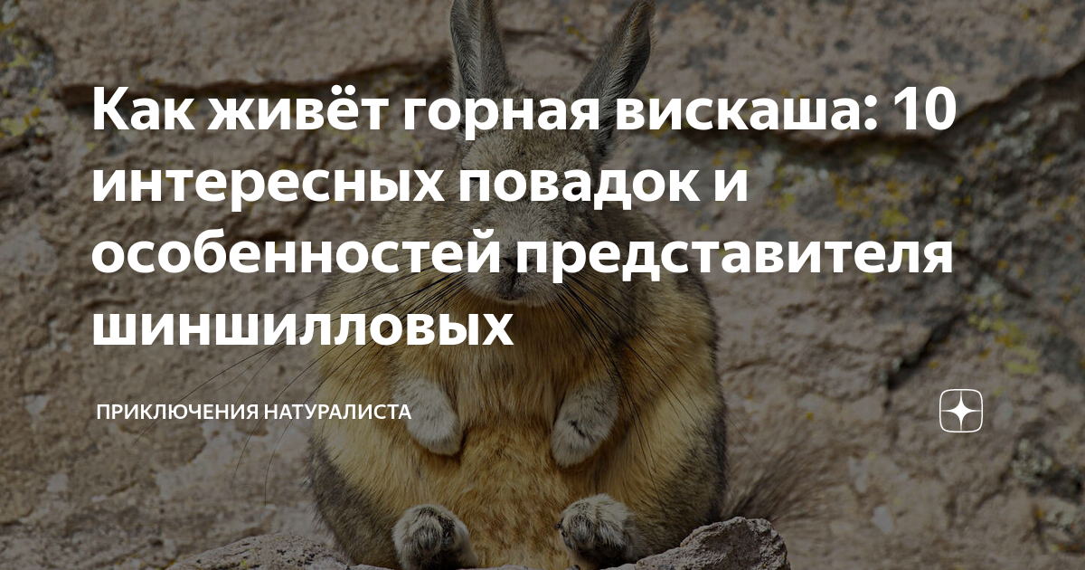 Как живёт горная вискаша: 10 интересных повадок и особенностей ...
