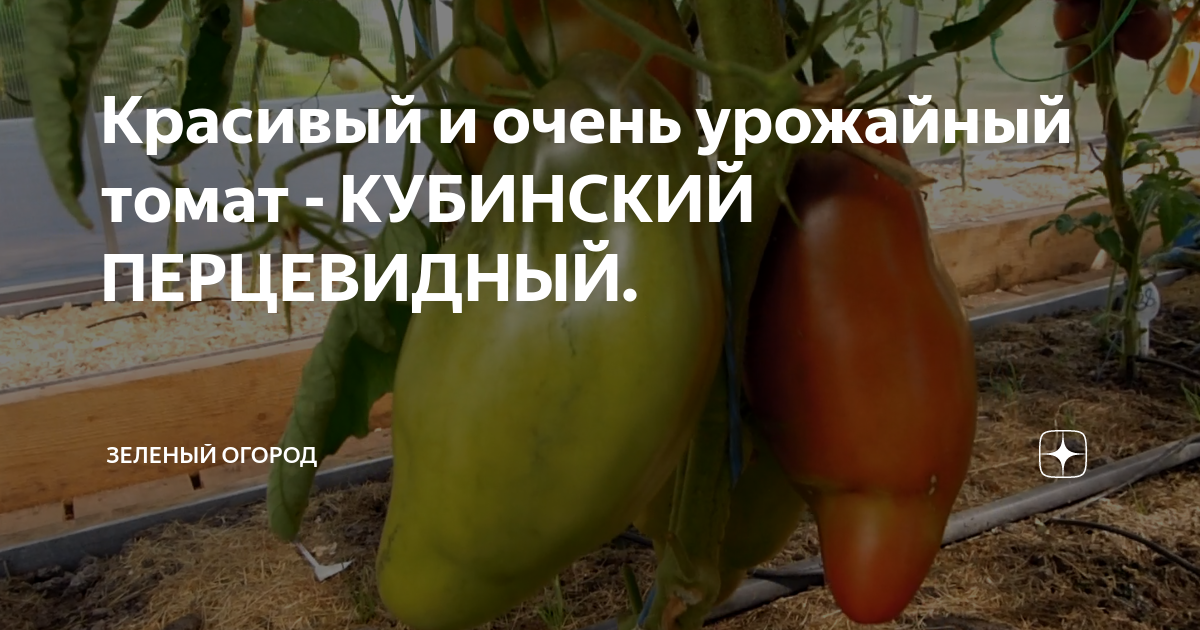 Красивый и очень урожайный томат - КУБИНСКИЙ ПЕРЦЕВИДНЫЙ. | Зеленый ...