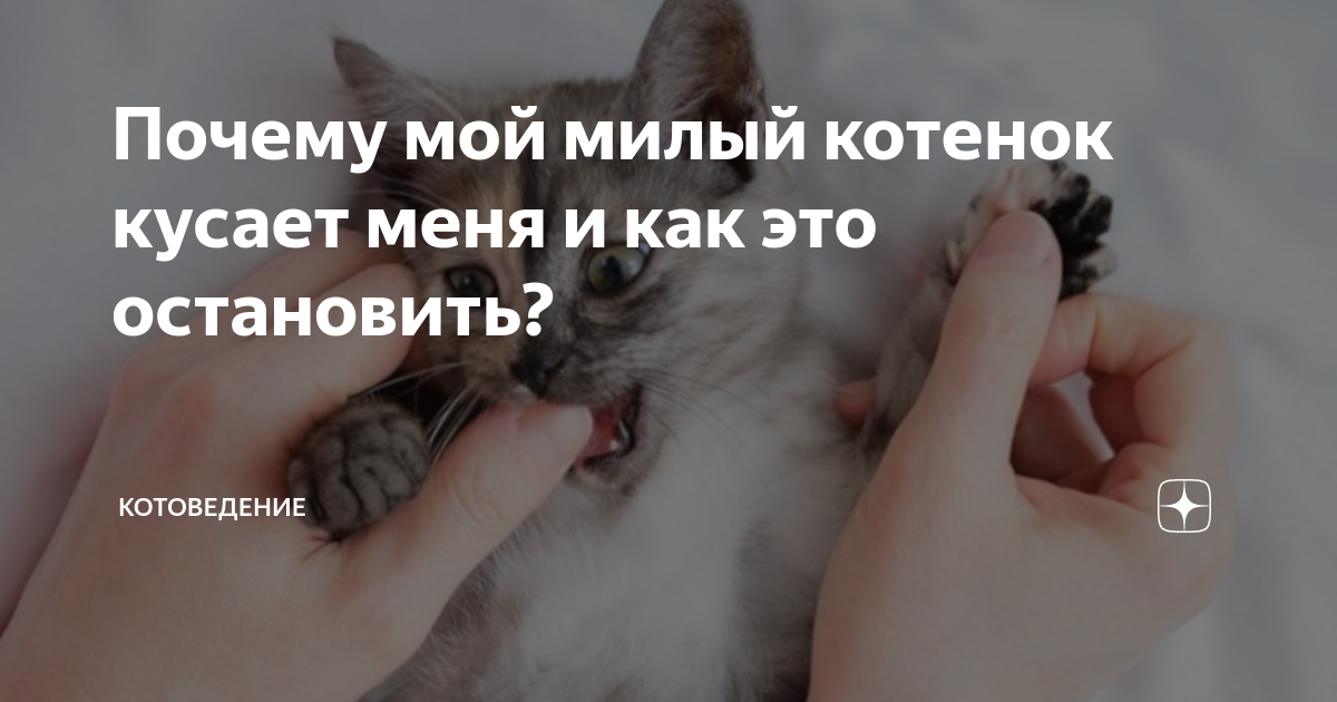 Снится кусает котенок