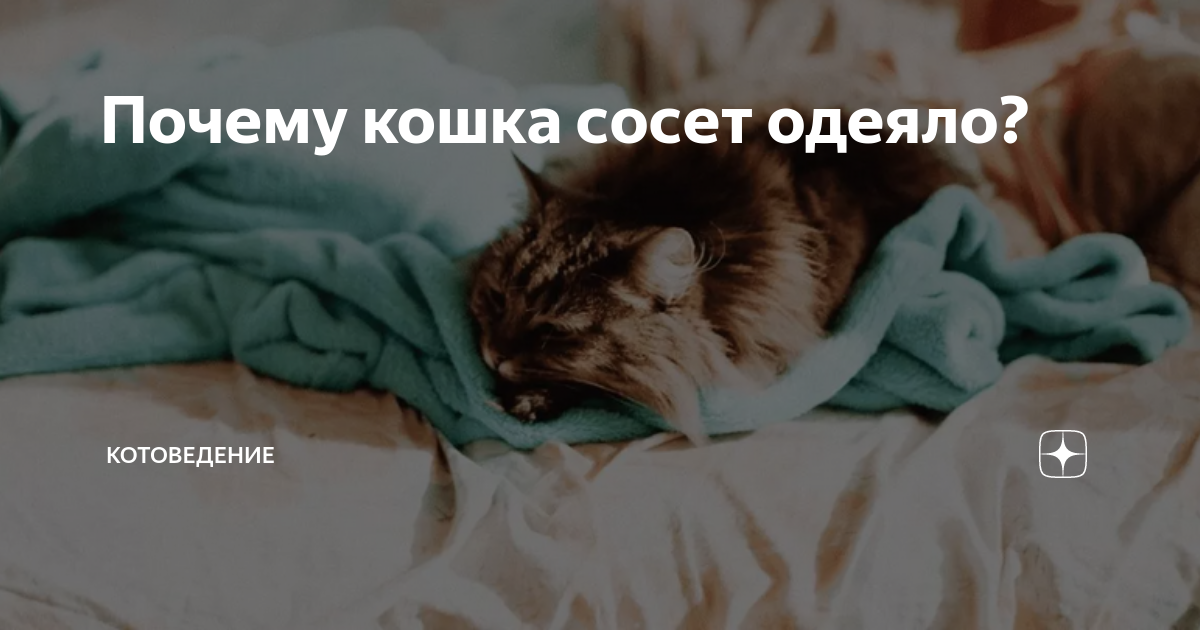 Кошка любит одеяло. Кошка любит одеяло