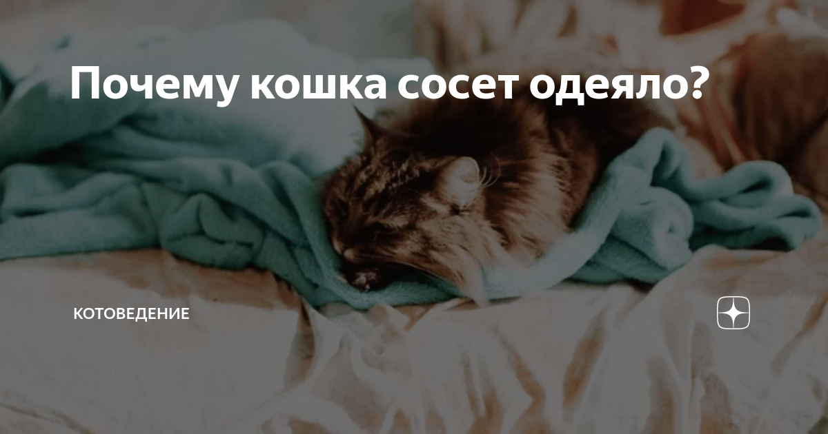 Почему кошка топчет одеяло. Почему кошки мнут одеяло. Кот кусает одеяло. Кусачее одеяло. Покрывать кота одеялом.