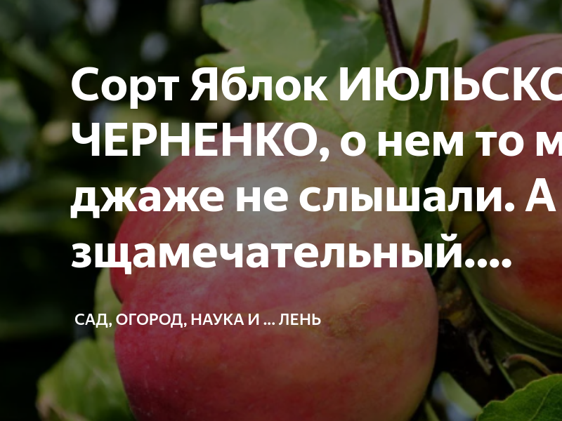 Яблоко Июльское Черненко. Яблоня Июльское Черненко. Яблоня победа. Июльское Черненко.