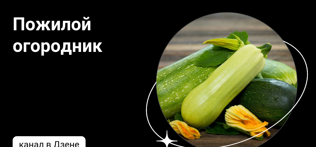 Земба томат описание. Дзен огородников. Огородники выходной. Дзен огородников. Дзен огородников.