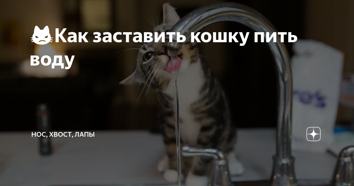 Как заставить кошку пить воду. Как заставить кошку пить больше воды. Как заставить кошку. Как заставить кошку пить