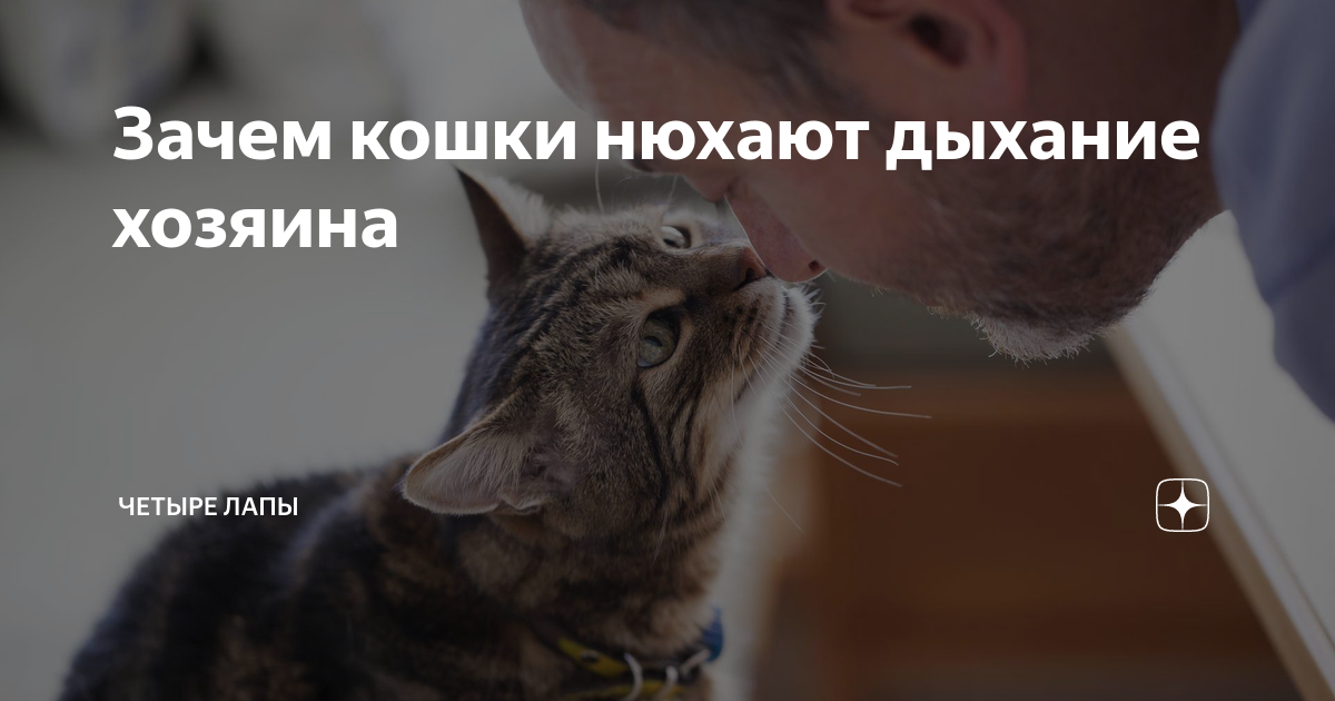 Кошки нюхают ртом. Кошка принюхивается. Котята нюхают друг друга. Почему кошка нюхает нос человека. Зачем кошки обнюхивают лицо человека.