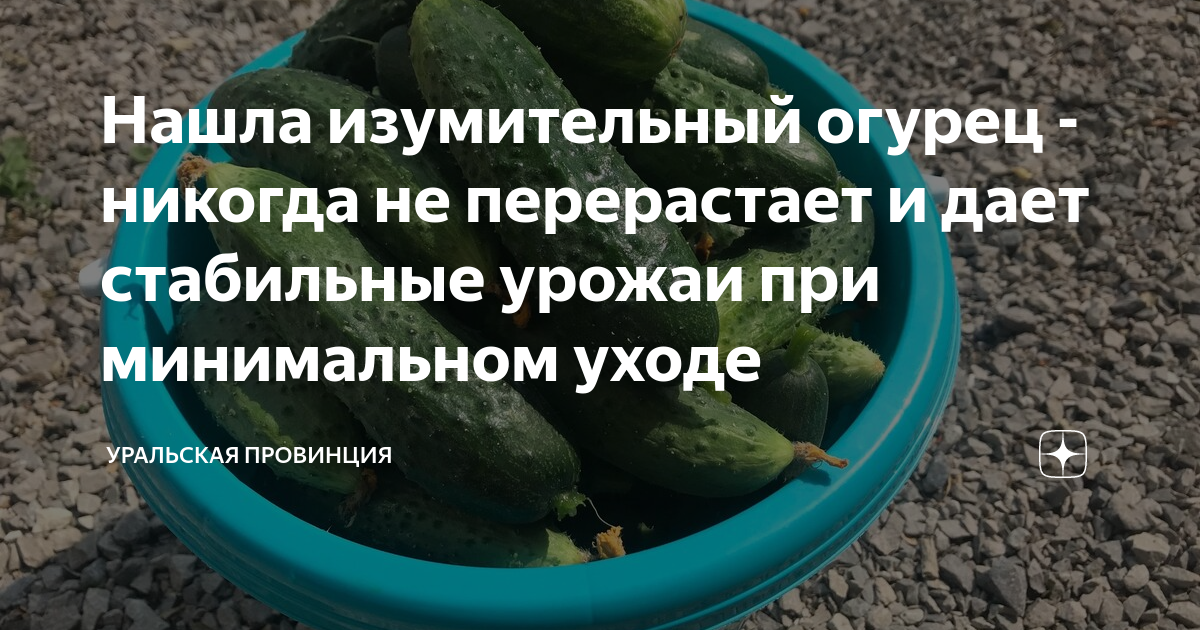 Можно коровам давать огурцы. Когда сажать огурцы на рассаду в 2025.