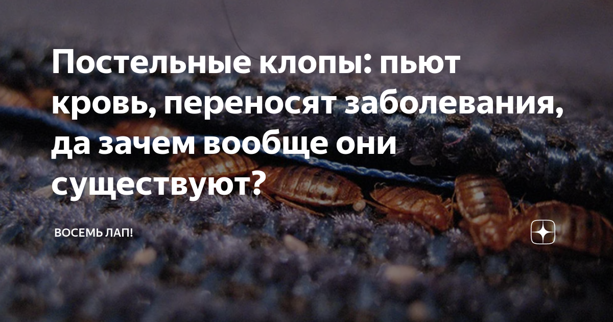 Постельные клопы: пьют кровь, переносят заболевания, да зачем вообще ...