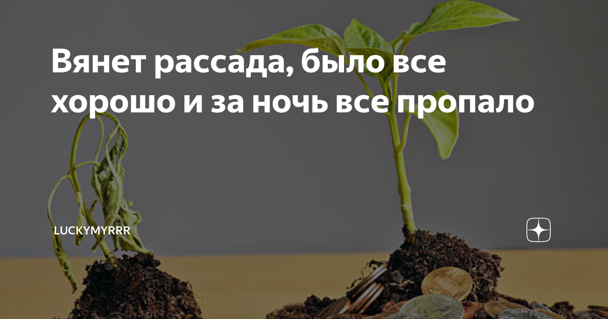 Почему падает и вянет. Рассада поникла листы хрупкие. Визитка о продаже рассады. Как развивается рассада.