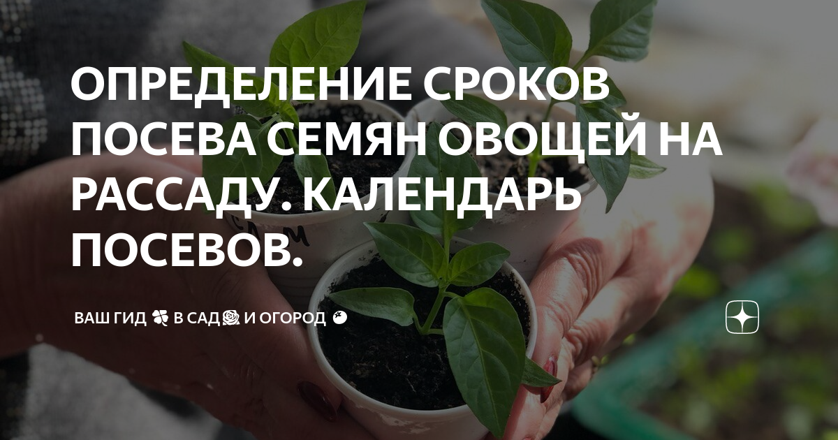 ОПРЕДЕЛЕНИЕ СРОКОВ ПОСЕВА СЕМЯН ОВОЩЕЙ НА РАССАДУ. КАЛЕНДАРЬ ПОСЕВОВ ...