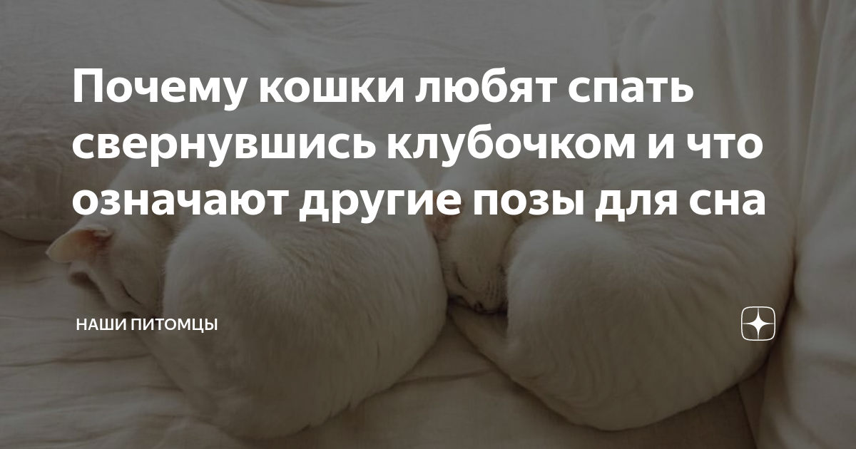 Почему кошки любят спать свернувшись клубочком и что означают другие ...