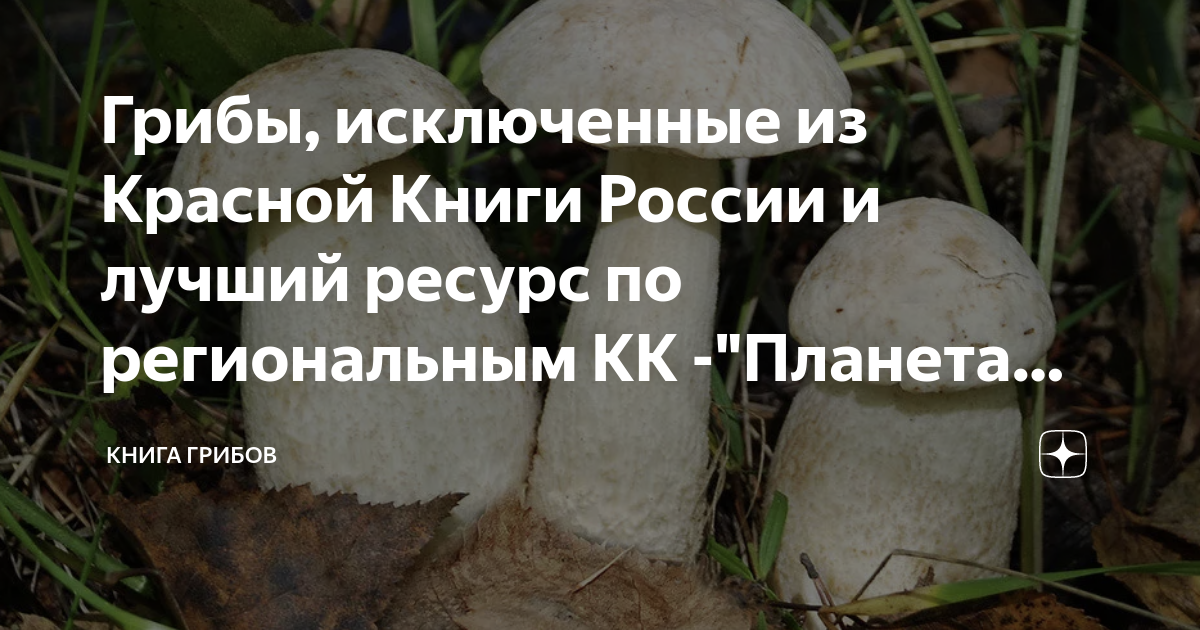 Грибы, исключенные из Красной Книги России и лучший ресурс по ...