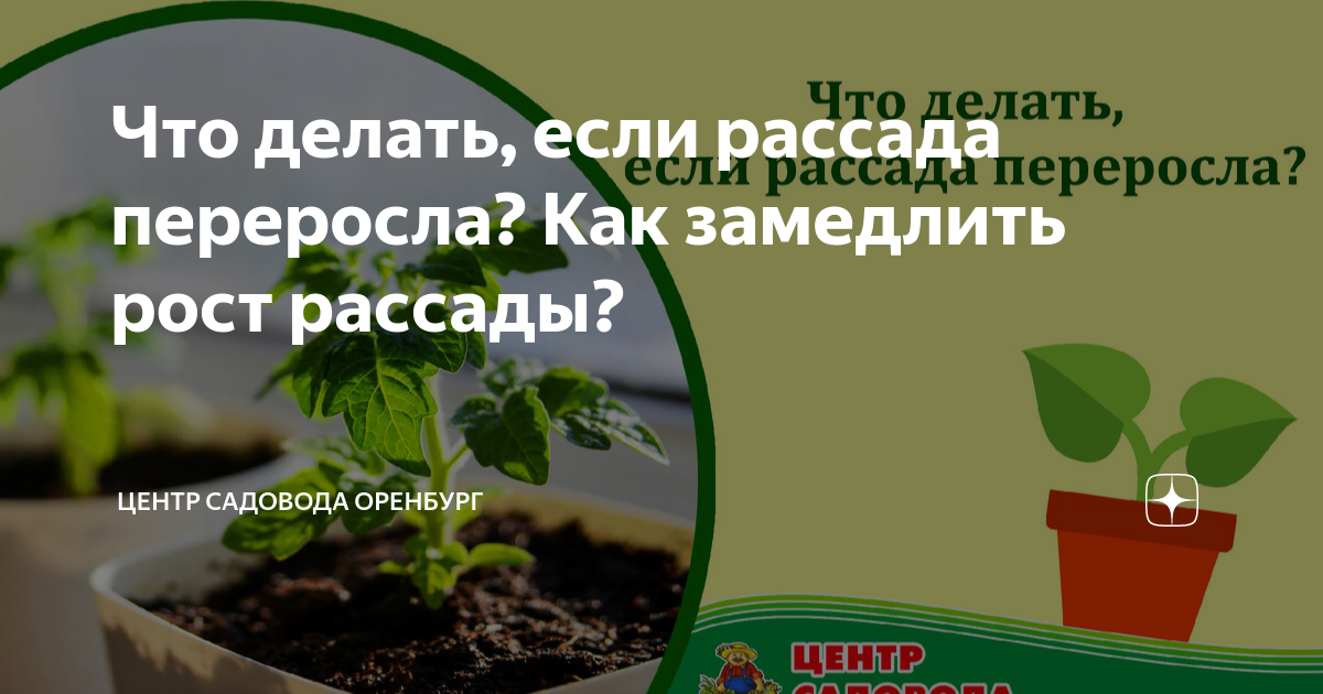 Рост рассады. Переросший перец. Рассада переросла тонкий стебель. Для замедления роста рассады.