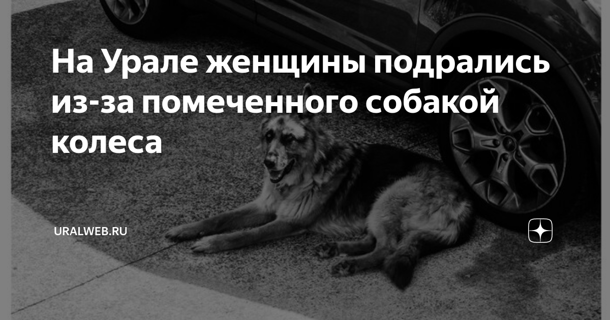 На Урале женщины подрались из-за помеченного собакой колеса | Uralweb ...