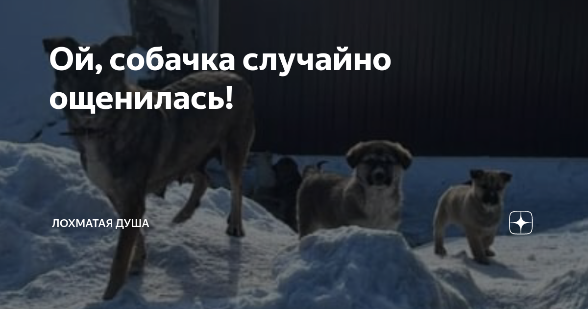 Ой ты собака. Ой собака книга. Ой, собака!. Ой ты собака. Ой ты собака.