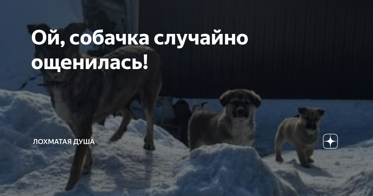 Случайная собака