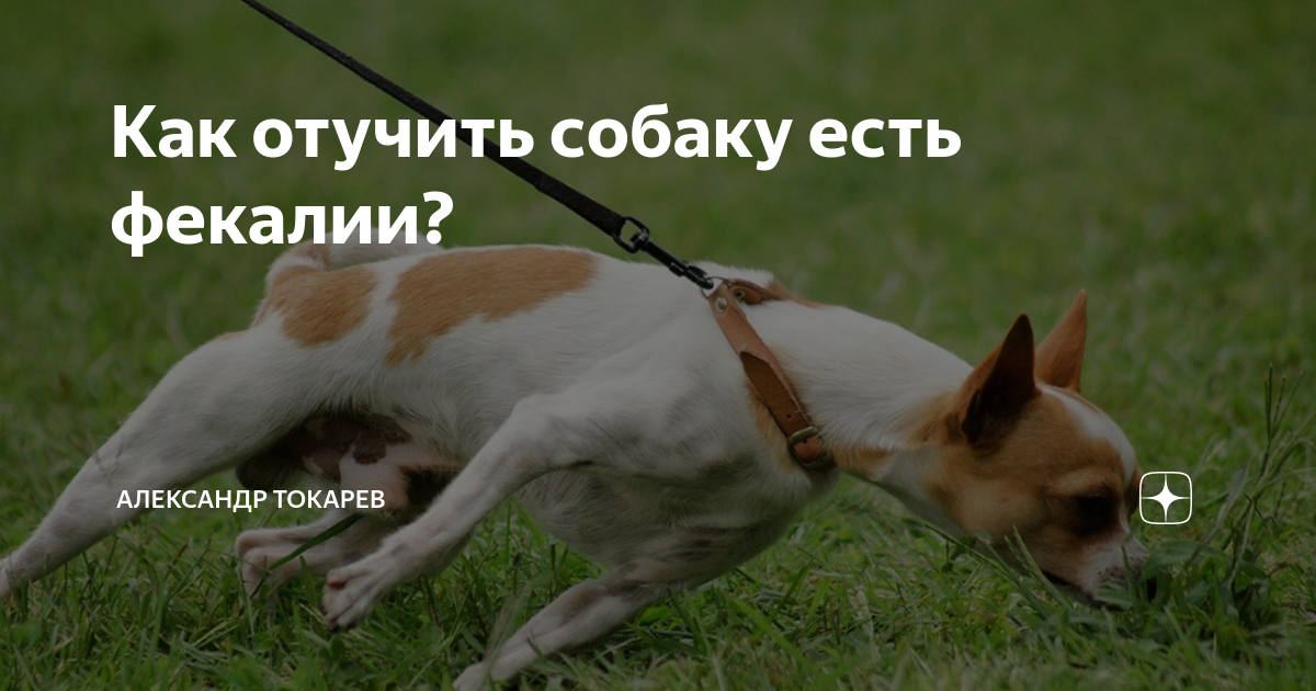 Почему собака ест какашки на улице. Почему собака ест какашки на улице