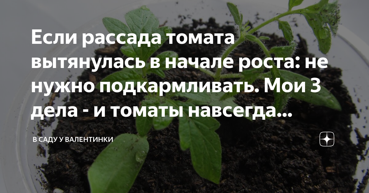 Чем полить рассаду томатов чтобы не вытягивалась. Рассада помидор. чтоб томаты не тянулись. чем подкормить рассаду перца после пикировки. вытянувшая без света рассада.