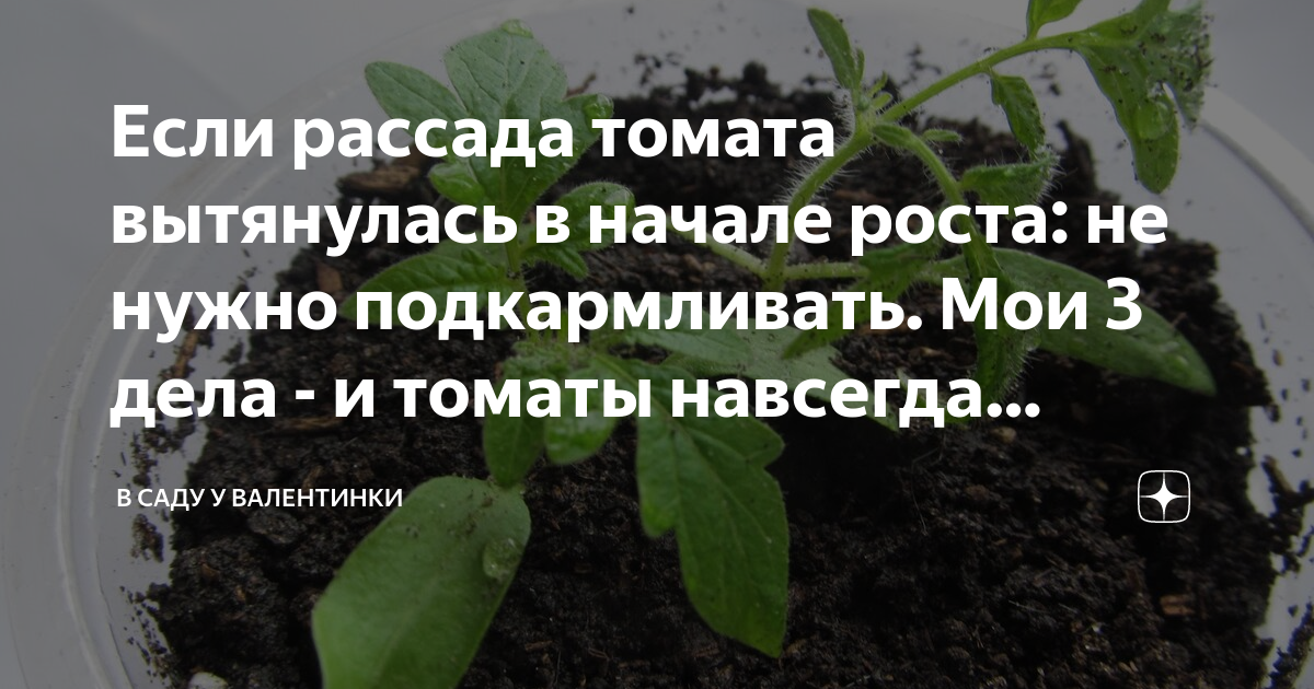 рассада помидор, удобрение чтобы рассада не вытягивалась, чем подкормить рассаду перца после пикировки, чем можно подкормить рассаду томатов