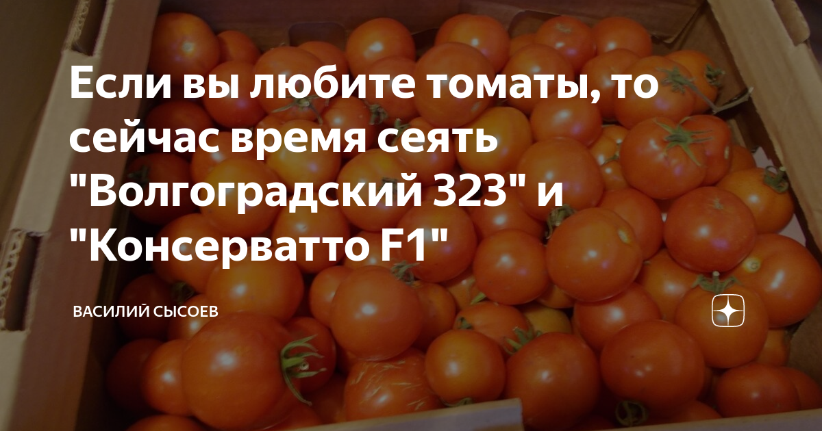 Сорт томата волгоградский 323 фото и описание