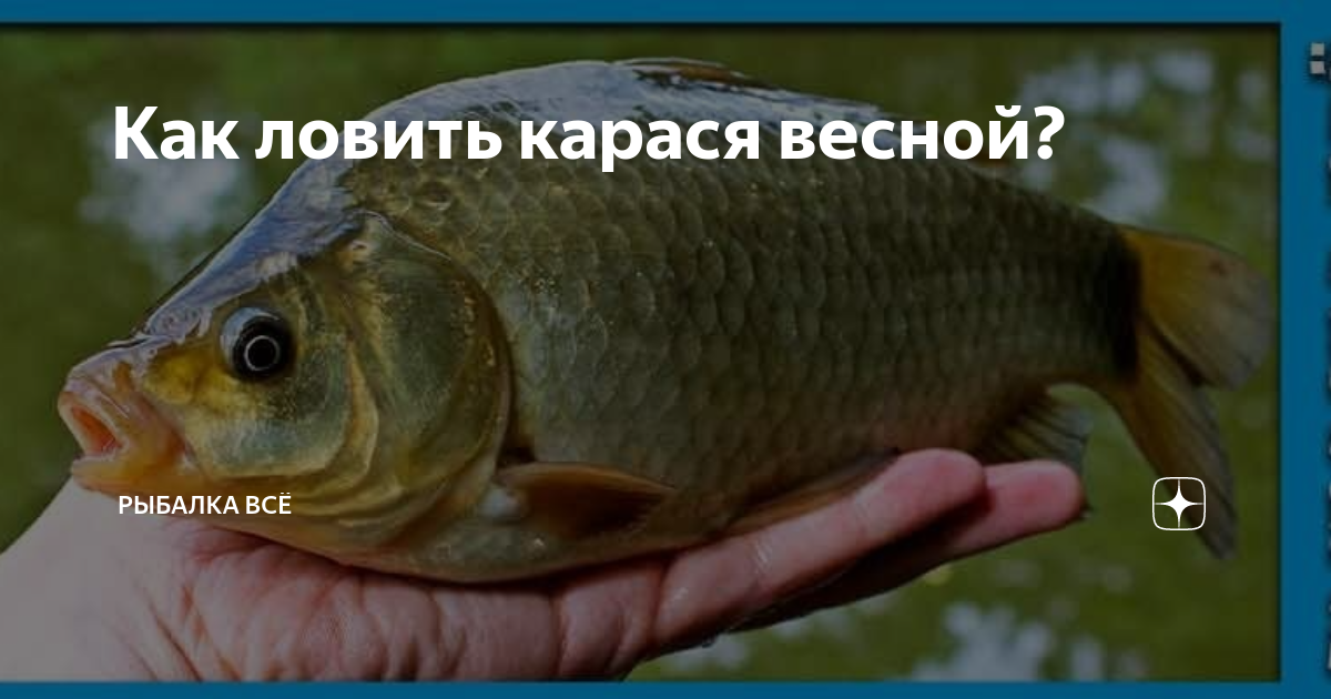 Что любит карась весной. Карась весной. Икромет карася. На что ловить карася весной. Нерест карася.