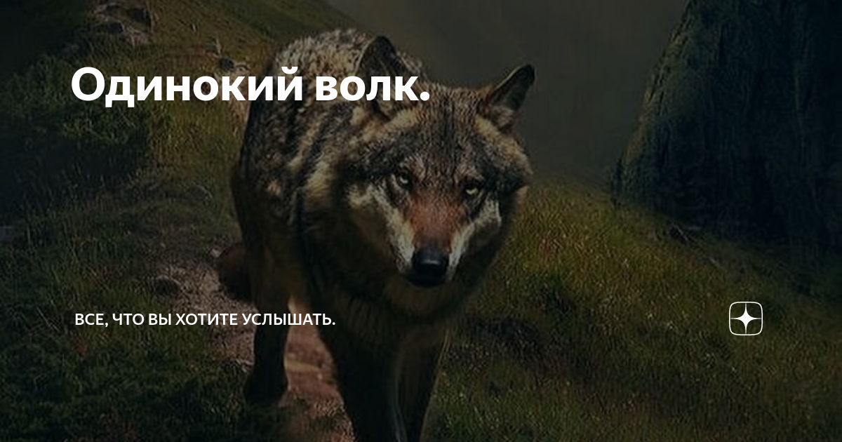 Одинокий волк. | Все, что вы хотите услышать. | Дзен