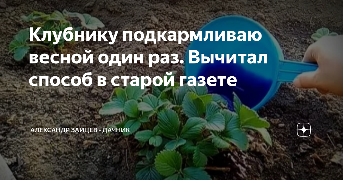 Клубника чем подкормить весной. Памятка обработка клубники весной. Азот для клубники весной. Как подкормить клубнику весной. Как подкормить клубнику своим способом.