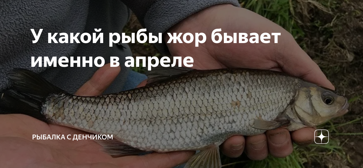 18 апреля рыбы. Рыбалка. Каким бывает рыбий жор. Что значит жор у рыбы. Потерянные рыбы