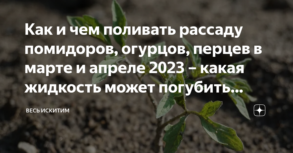 Когда в апреле пересаживать перец. Рассада огурцов и помидоров. Посеять томаты на рассаду в апреле 2023. Огурцы на рассаду в апреле. Пикирование рассады помидор в марте 2023.