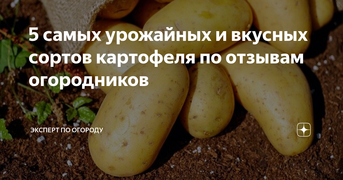 5 самых урожайных и вкусных сортов картофеля по отзывам огородников ...