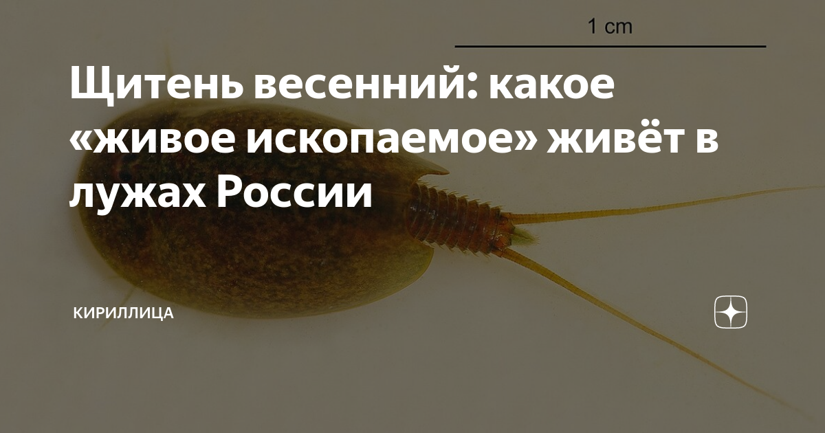 Щитень весенний: какое «живое ископаемое» живёт в лужах России ...