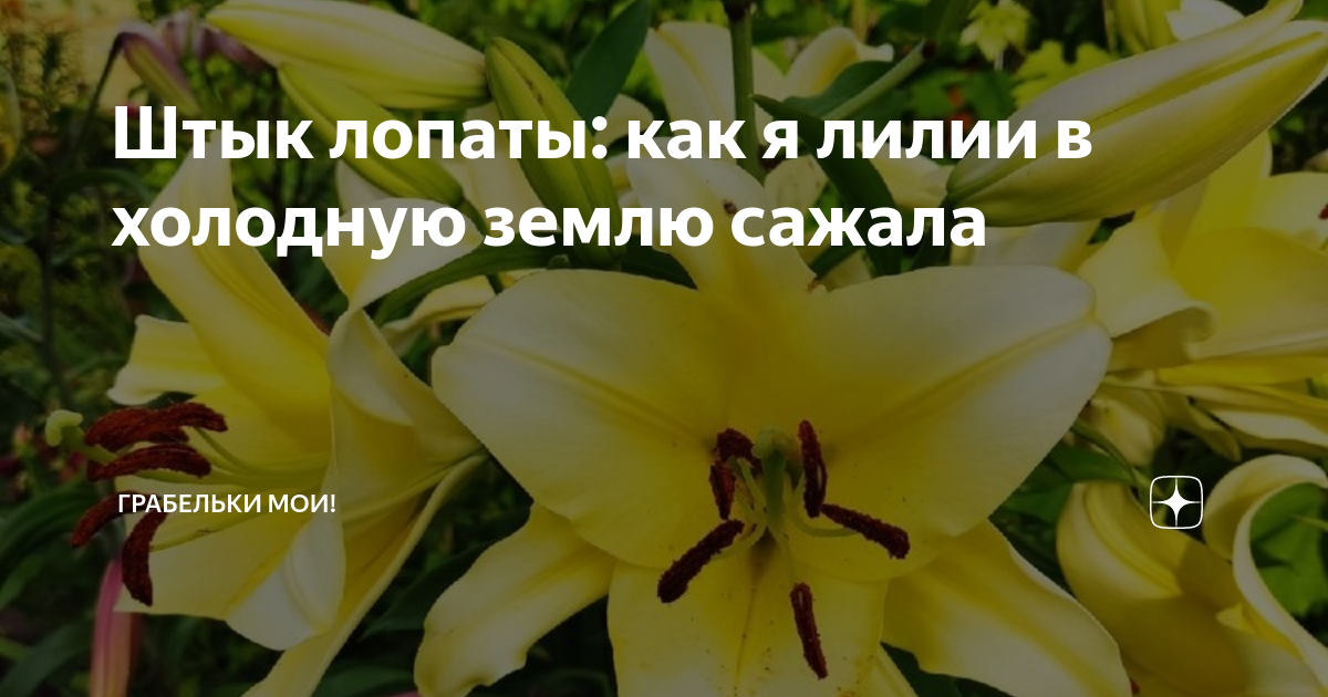 Штык лопаты: как я лилии в холодную землю сажала | Грабельки мои! | Дзен