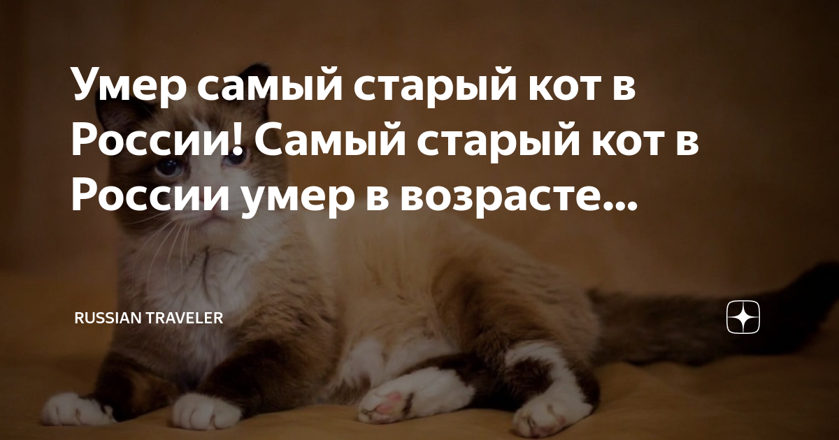 Умер самый старый кот в России! Самый старый кот в России умер в ...