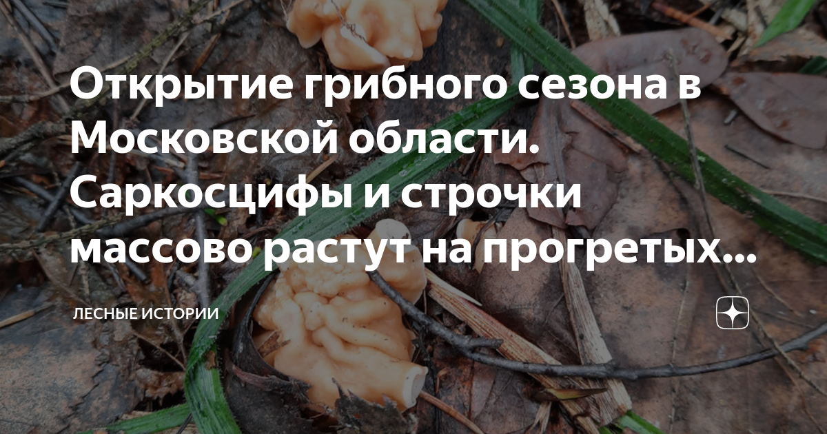 Открытие грибного сезона в Московской области. Саркосцифы и строчки ...