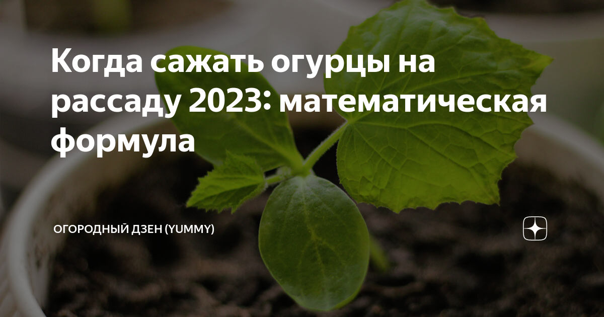 Огурцы на рассаду 2023