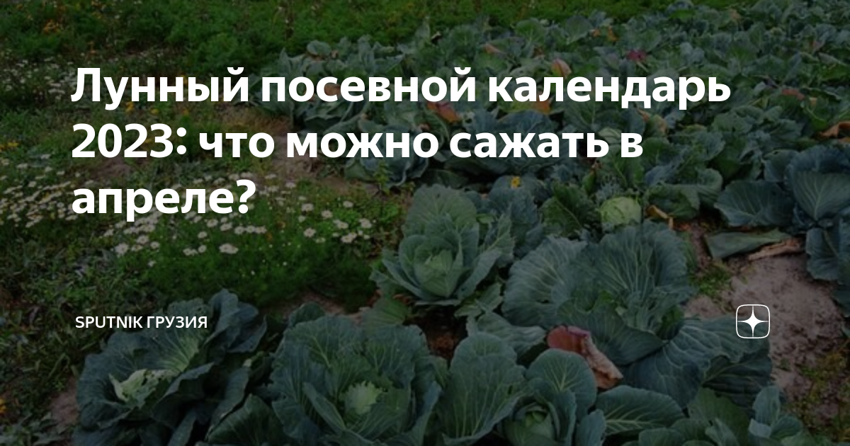 Посев капусты в апреле по лунному календарю. Посевной на апрель. Благоприятные дни для посадки урожая. Благоприятные дни для посева рассады апрель. Лунный посевной Каленю.