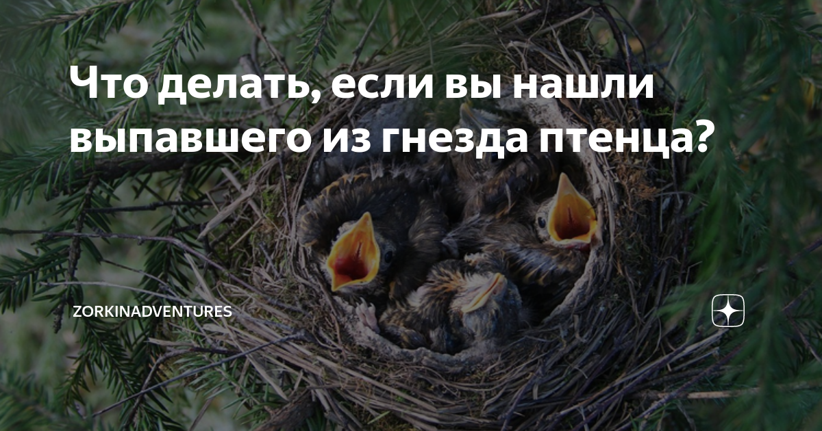 Что делать, если вы нашли выпавшего из гнезда птенца ...