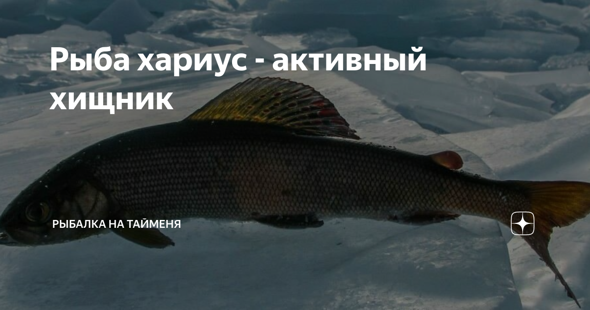 Хариус польза. Хариус. Самый большой хариус. Сибирский хариус. Хариус где водится.