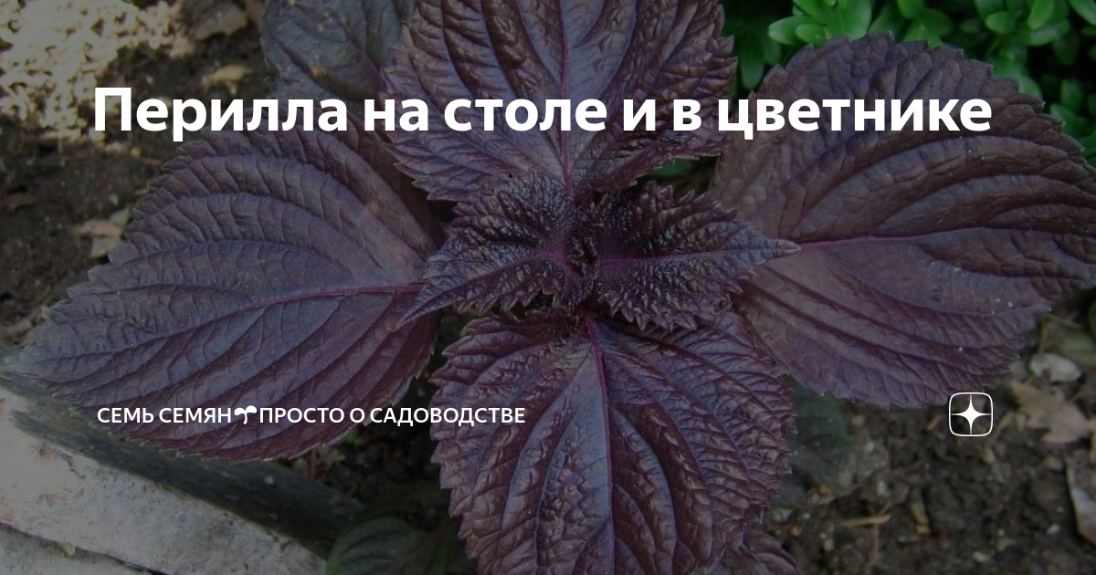 Перилла на столе и в цветнике | Семь семян🌱Просто о садоводстве | Дзен